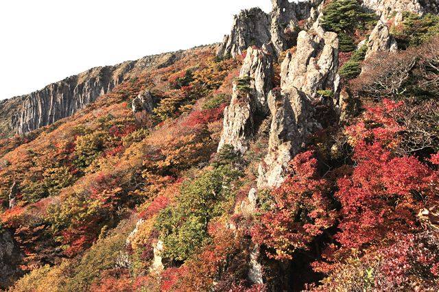 영실기암은 대표적인 한라산 단풍 명소다.