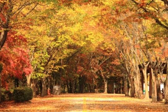 단풍이 울창한 동물원 둘레길. 사진은 '2015년 서울대공원 단풍숲 사진 공모전' 수상작. ［사진 서울대공원］