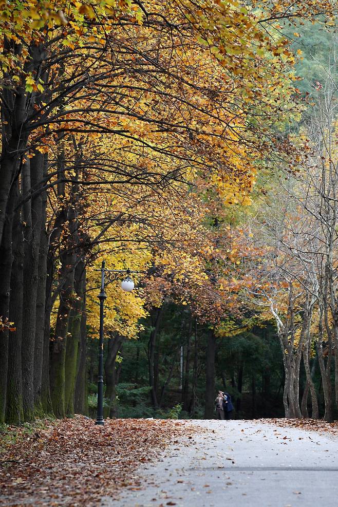 맹수사에서 대공원 숲속 저수지로 가는 길은 단풍 나무가 울창하다. ［사진 서울대공원］