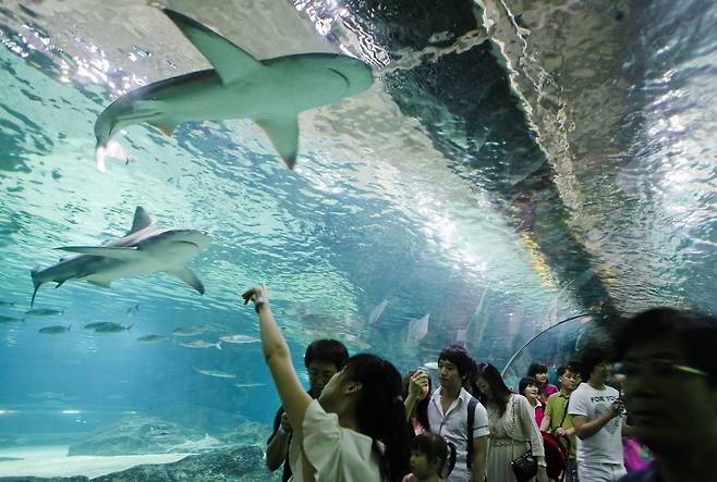 서울 삼성동 코엑스 아쿠아리움에서 상어가 나는 것 처럼 보인다. [중앙포토]