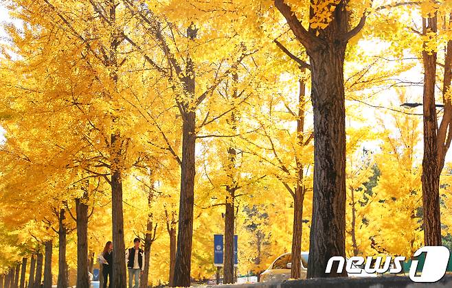 올 가을 들어 강원도가 가장 추운날을 기록한 30일 강원 원주시 흥업면 연세대학교 원주캠퍼스학생들이 캠퍼스 내 은행나무길을 걸으며 아쉬운 가을을 만끽하고 있다.2017.10.30/뉴스1 © News1 권혜민 기자