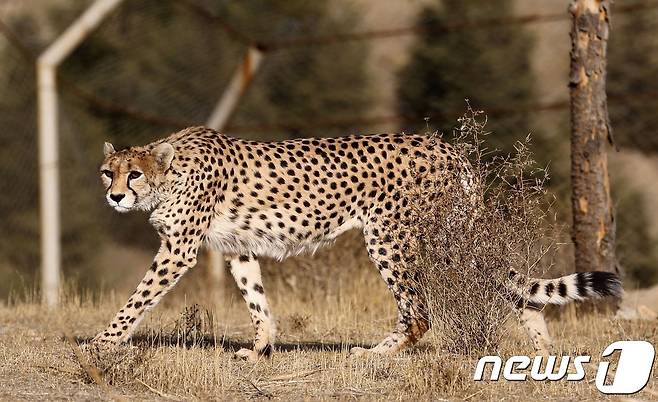 이란 테헤란에 위치한 파르디산 공원을 거닐고 있는 치타. © AFP=뉴스1