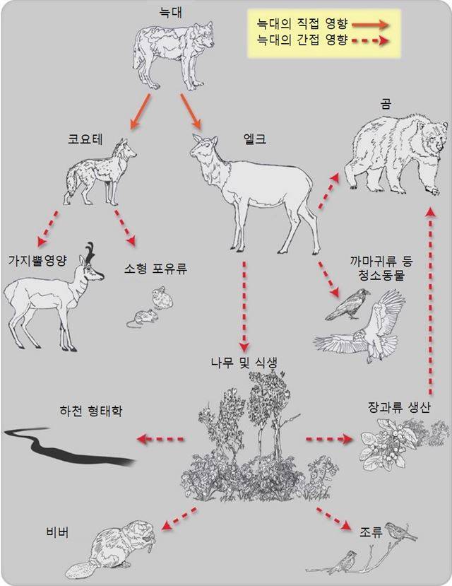윌리엄 리플 외, 옐로 스톤 국립공원 내의 늑대 복원이 미친 직간접적 영향의 개념도, 세계 대형 육식동물의 생태학적 영향과 현 상태, 출처 사이언스