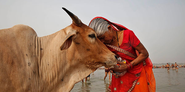ⓒAP Photo 인도인은 소를 어머니처럼 숭배하는 것으로 알려져 있다.