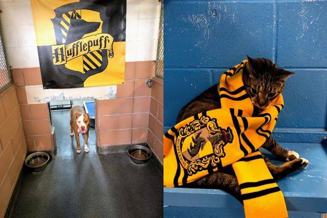 ./그림 4기숙사를 상징하는 문장이 그려진 깃발과 목도리는 기숙사 배정이 끝난 뒤에 받을 수 있다.