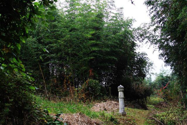 ▲ 김점동 씨를 비롯해 마을 청년들이 참수된 장소. 현재 이곳은 대나무 숲이 됐다. 주민들 증언에 따르면 당시 바닥이 흥건한 채 핏물이 도랑이 되어 흘러내렸다고 전한다. ⓒ커버리지(정찬대)