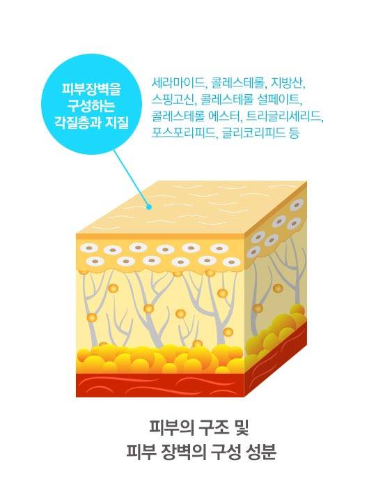 피부 구조도
