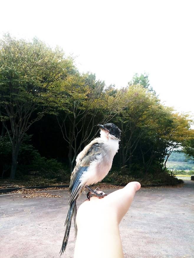 야생으로 돌려보내기 위해 손바닥에 올려놓은 물까치는 한동안 떠나기를 망설였다. 야생성 회복은 방사에 매우 중요하다.