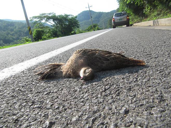 로드킬로 희생된 꿩 [사진 국립생물자원관 한상훈 박사]
