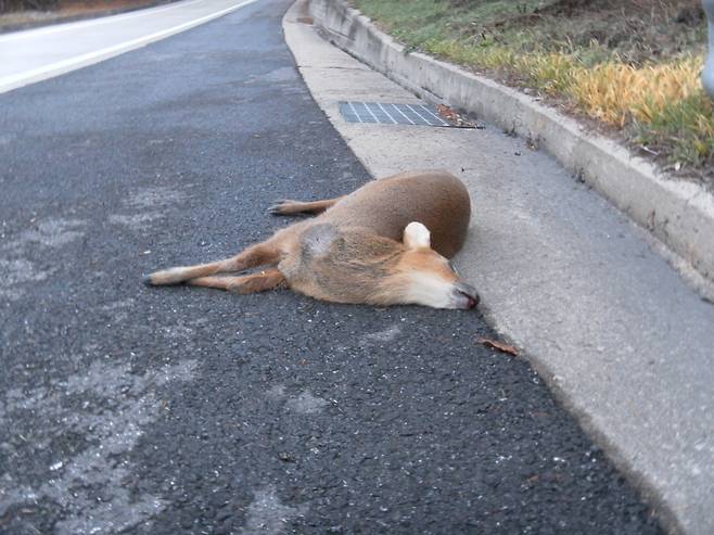 영동고속도로 문막나들목에서 발견된 고라니 사체 [중앙포토]
