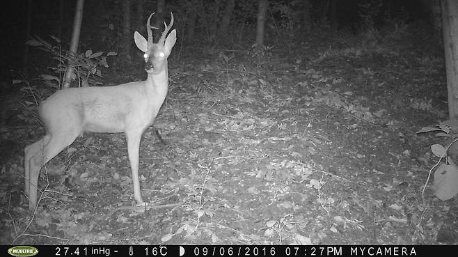 무인카메라에 촬영된 노루 [중앙포토]