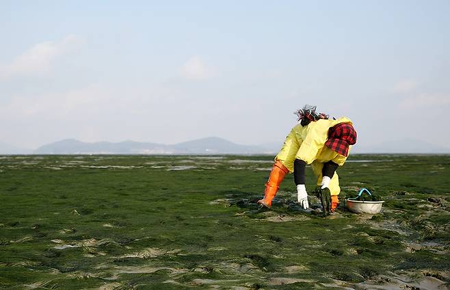 한 여성 어업인이 충남 서산의 바닷가에서 감태를 채취하고 있다. 서산시 제공
