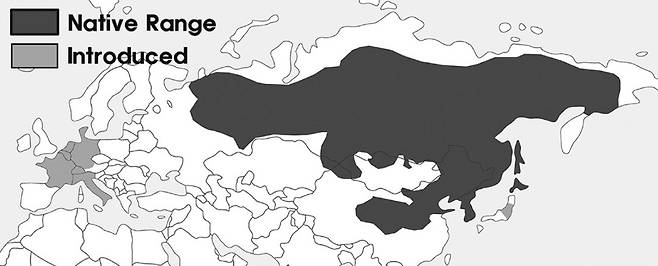 다람쥐의 자생지(짙은 부분)와 도입 지역(옅은 부분). 출처: 조영석 박사(2014)