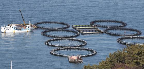 오륜기를 닮은 고등어 가두리 양식장.