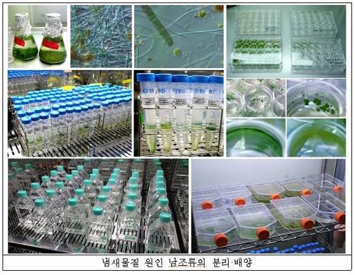 냄새 물질 원인 남조류의 분리·배양 과정 [환경부 제공=연합뉴스]