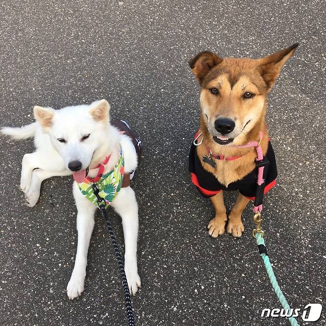 화성 개농장에서 구조돼 미국으로 간 도로시와 제니퍼.(사진 saywoofinkorean 인스타그램 캡처)© News1
