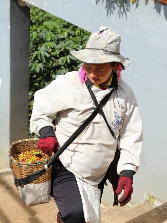 커피를 한 바구니 수확해 온 농부.