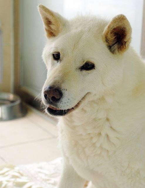 어릴 때 구조된 백구는 평생을 보호소에서 살다가 지난해 숨졌다. 동물자유연대 제공