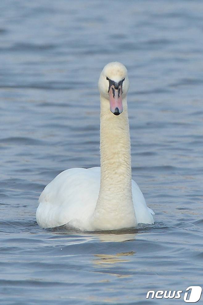 멸종위기 1급이자 천연기념물 201-3호인 혹고니가 7일 오전 경북 포항시 남구 연일읍 저수지에서 먹잇감을 찾고 있다.2017.12..7/뉴스1 ©News1 최창호 기자