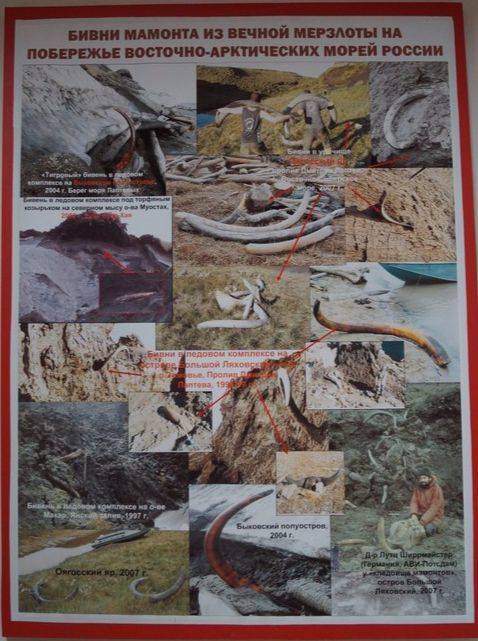 러시아 매머드 발굴 현장(야쿠츠크 영구동토박물관 게시 사진) 강찬수 기자