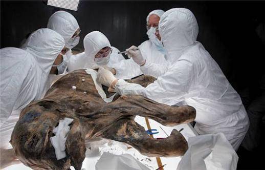 매머드 사체를 검사하는 과학자들 [중앙포토]