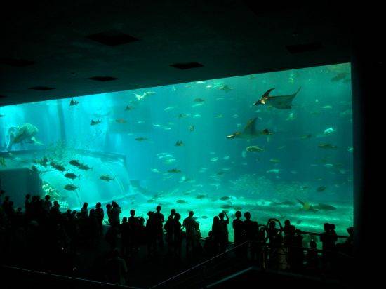 오키나와의 심해를 재현한 츄라우미 수족관은 세계에서 두 번째로 큰 규모를 자랑한다. (사진=자유투어 제공)