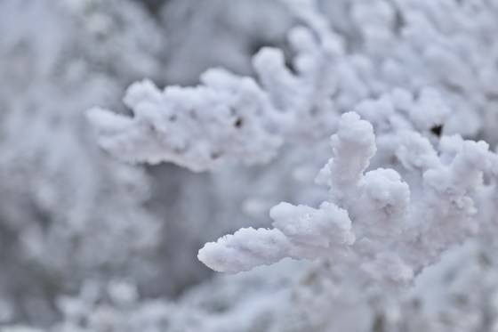 구상나무에 엉겨붙은 상고대.