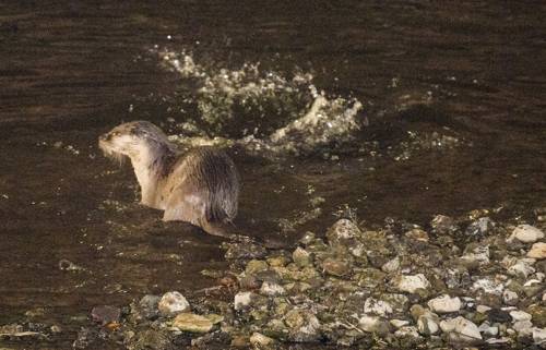 물장구 치는 수달 한쌍 [광주일보 제공=연합뉴스]