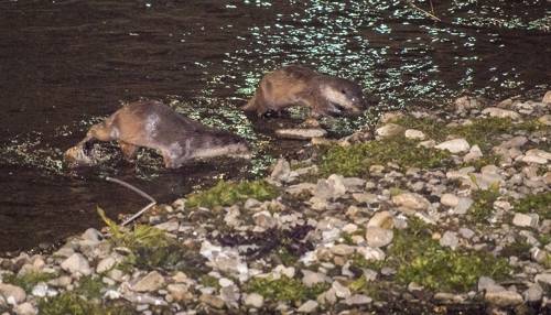 수달이 도심하천에 나타났다. [광주일보 제공=연합뉴스]