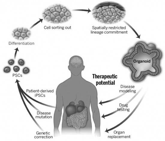 ‘오가노이드’ 기술을 나타낸 개념도. 인간의 몸에서 줄기세포를 추출하고 배양하면 치료에 필요한 세포나 장기를 생산할 수 있다. - 사이언스 제공