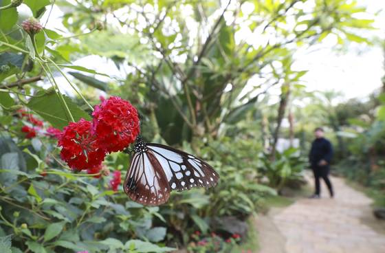 왕나비가 꽃에 앉아 꿀을 먹고 있다. 임현동 기자