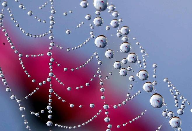 거미줄에 맺힌 이슬. 이슬 방울이 둥글게 만들어지는 것은 물의 표면장력이 강하기 때문이다. [중앙포토]