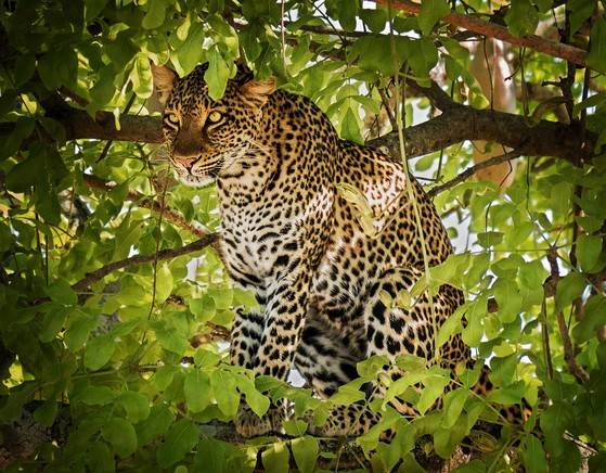 눈에 안 띄는 곳을 좋아하는 표범.