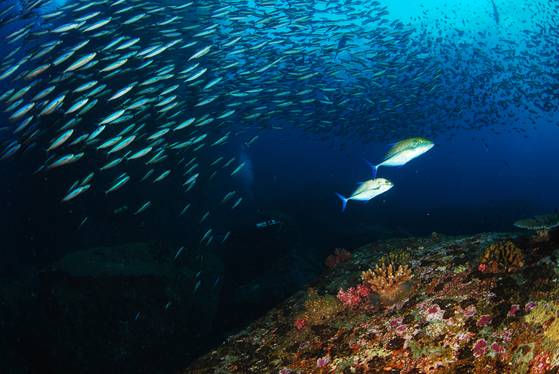 잭피쉬떼와 트레발리. [사진 박동훈]