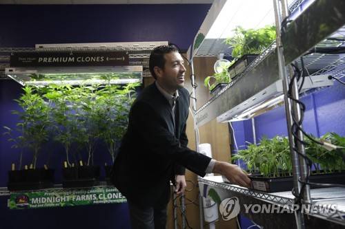 미 캘리포니아 샌타크루즈에 문을 연 마리화나 판매점 [AP=연합뉴스]