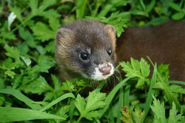 전반적으로 검은 털이 특징인 어린 족제비는 호기심이 많아 주변을 쉴 새 없이 탐색한다.
