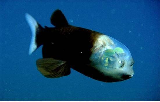 머리 부분이 투명한 물고기 [중앙포토]