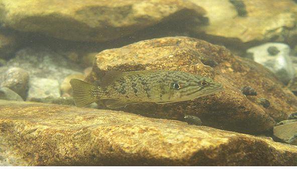 꺽지 [중앙포토]