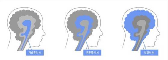 인간의 뇌는 3중으로 이뤄졌다고 한다. 생존과 본능에 대한 부분은 파충류의 뇌, 감정에 대한 것은 포유류의 뇌, 이성과 관련한 것이 인간의 뇌다. [네이버]