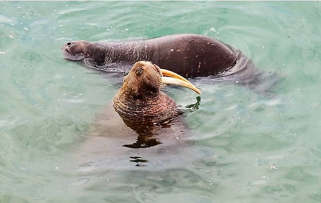 물 위에 뜬 상태에서 바다코끼리 어미가 새끼를 왼쪽에 두고 있다.  안드레이 길료프/바이올로지 레터스 제공