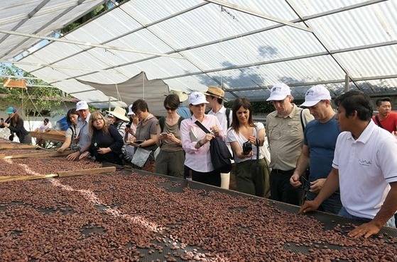 카카오의 원산지는 아메리카 열대지방이다. 아즈텍 지역에 서양 사람들이 들어가기 전에는 카카오 콩을 화폐로 사용했다. 2017년 페루 카카오 농장을 방문해 초콜릿의 원료가 되는 카카오 콩을 살펴보며 수첩에 메모를 하고 있는 고영주 카카오봄 대표.