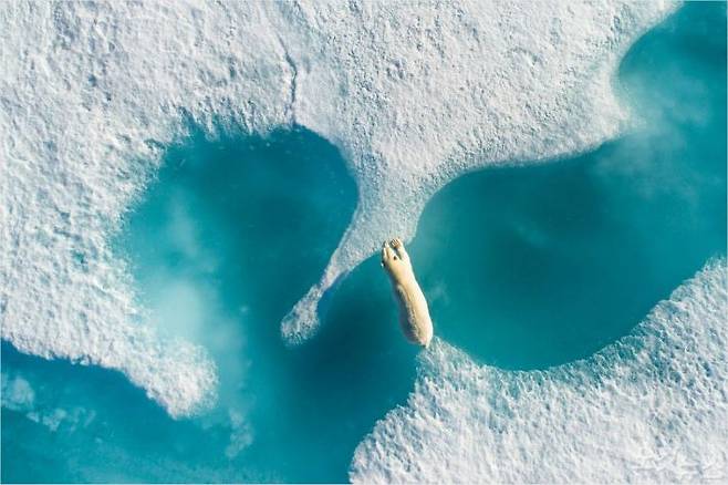 DJI 항공 사진 대상작. 프랑스 사진작가 플로리앙 르두(Florian Ledoux)의 작품 '하늘에서 본 북극곰(Above the Polar Bear)'