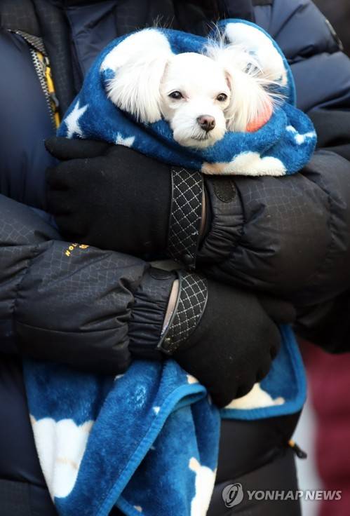 '오늘이 입춘이라던데' (서울=연합뉴스) 박동주 기자 = 4일 오후 한 시민이 반려견을 담요에 감싸 안고 서울 종로구 인사동 거리를 걷고 있다. 이날은 절기상 봄이 시작된다는 입춘이지만 전국 대부분 지역에는 한파특보가 내려진 가운데 살을 에는 강추위가 이어지고 있다. 2018.2.4 pdj6635@yna.co.kr