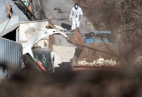 5일 오후 충남 당진시의 한 종계농가에서 고병원성 확진 가능성이 큰 H5N6형 조류인플루엔자(AI)가 첫 발생, 방역관계자들이 중장비를 동원해 살처분한 닭을 트럭에 옮겨싣고 있다. 충남도는 지난 4일부터 올 해 첫 AI가 발생한 이 지역 종계농가에서 사육하던 닭 2만4000여마리와 인근 500m 이내 2개 농가 16만7000마리 등 19만 1000여마리를 살처분한데 이어 5일에도 AI 발생지역 인근 3km 이내 농가 10곳의 닭 49만3000여마리에 대해서도 예방적 살처분을 진행할 예정이다.김성태 기자