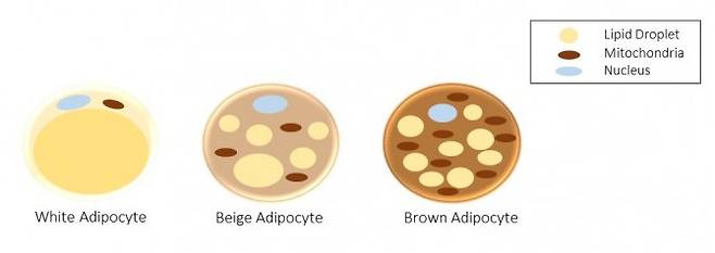 왼쪽부터 백색지방, 베이지색지방, 갈색지방 세포 구조를 나타내는 그림. - KTroike(Wikipedia) 제공