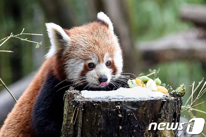 레드팬더(자료사진) © AFP=뉴스1