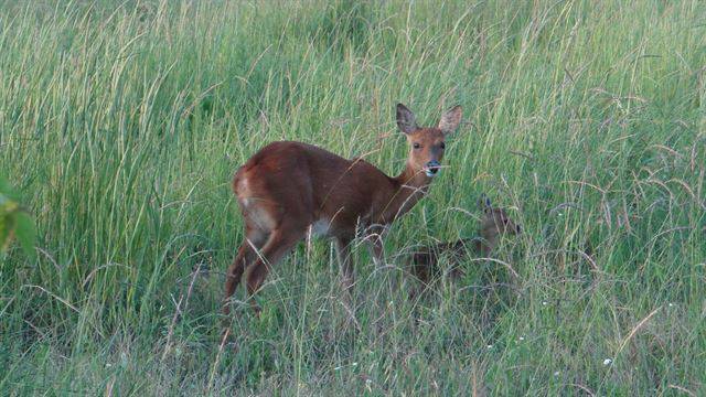 노루는 착상지연이라는 과정을 거쳐 보통 6월에 1~2마리 새끼를 낳는다.