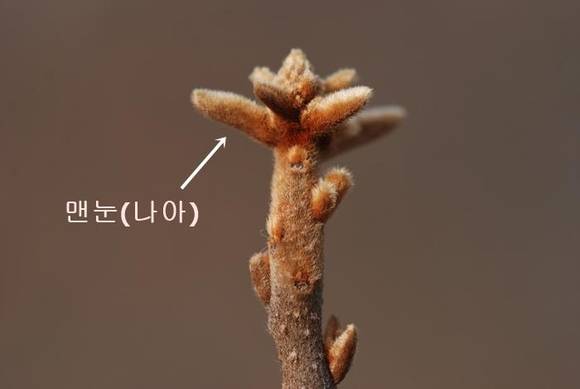 나도밤나무의 맨눈