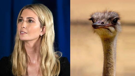 미국 이방카는 목 길고 귀한 타조 관상. [사진 백재권]