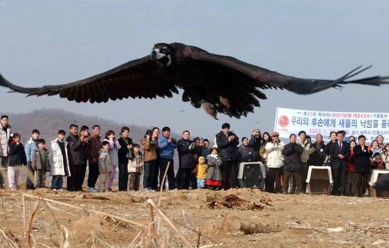 한국조류협회 회원들이 경기도 파주시 군내면 장단반도에서 탈진상태에서 발견된 독수리를 치료해 자연으로 방생하고 있다. [중앙 포토]